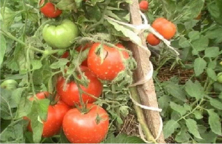 семена томат крайний север. томат крайний север 0,1 г. крайний север томат описание. томат северные характеристика и описание сорта. помидоры сибирская королева.