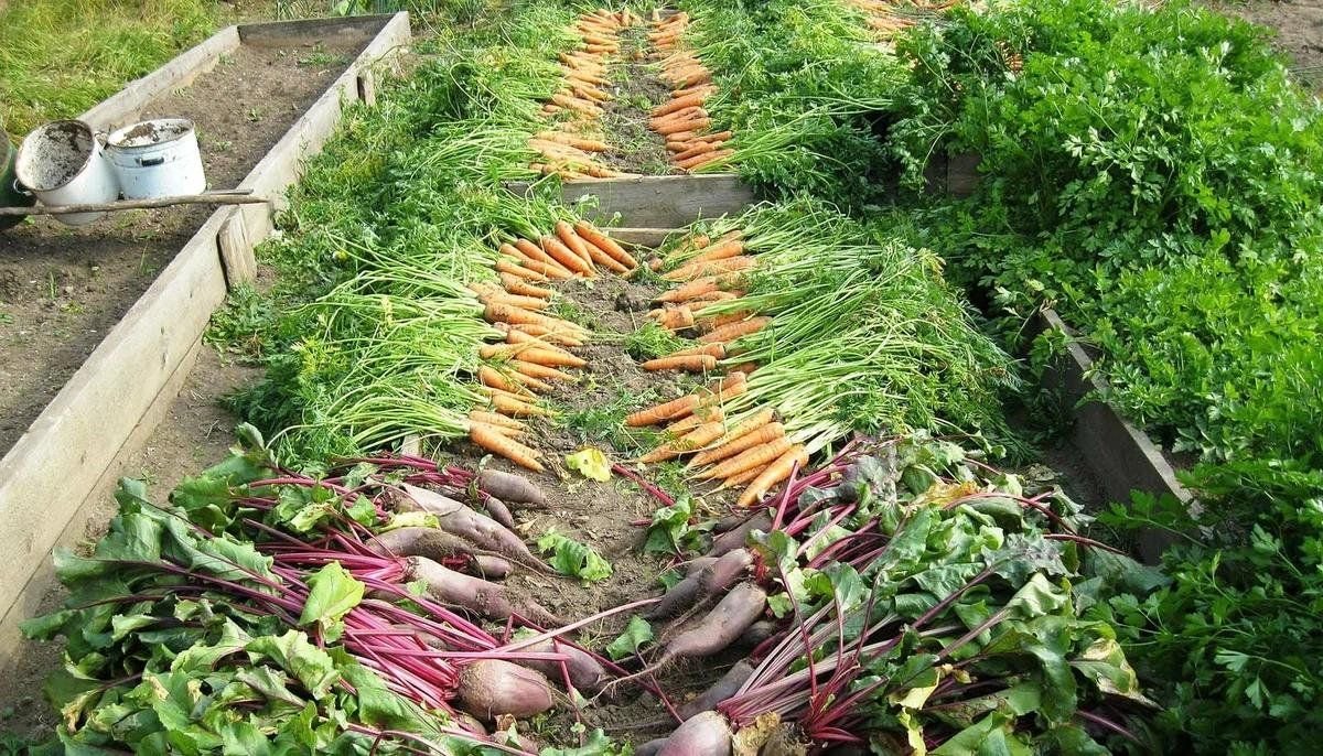 Прогноз на урожай овощных