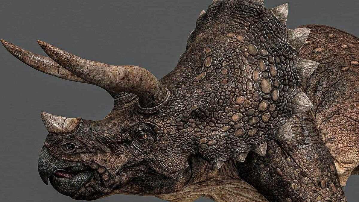 Triceratops Fossil 3d