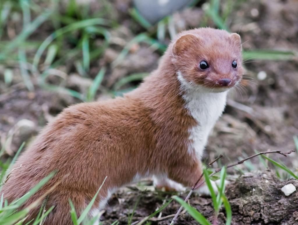 Ласка обыкновенная (Mustela nivalis)