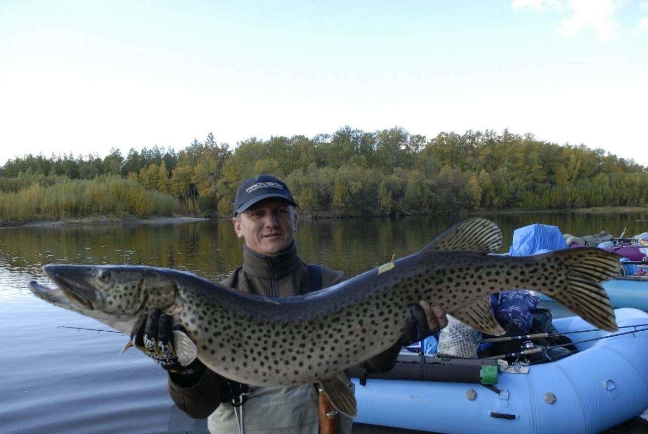 Щука большой реки. Esox reichertii — Амурская щука. Амурская леопардовая щука. Щука Амурская трофейная рыбалка. Щука Сибирская.