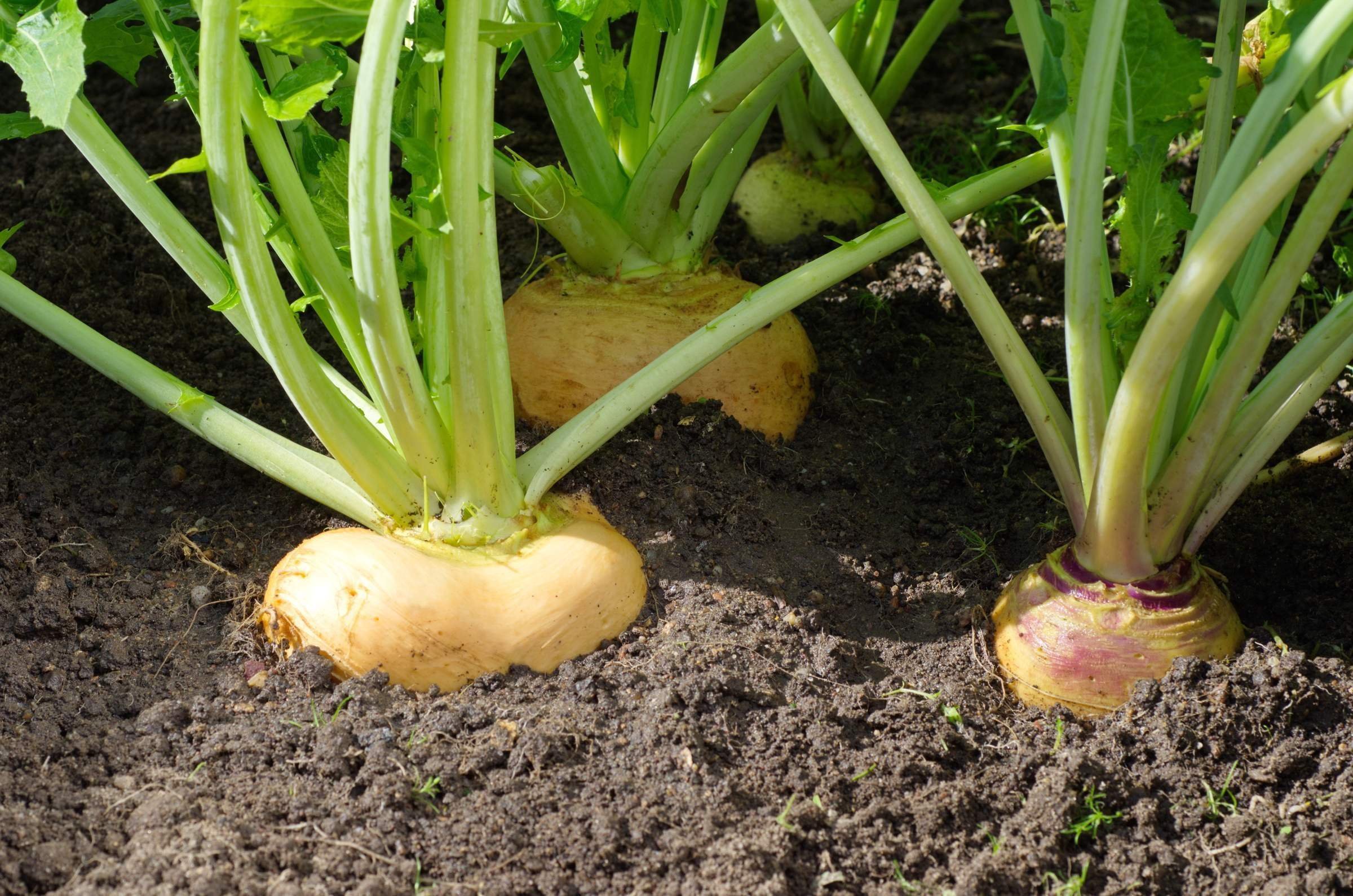 Репа (Brassica Rapa)