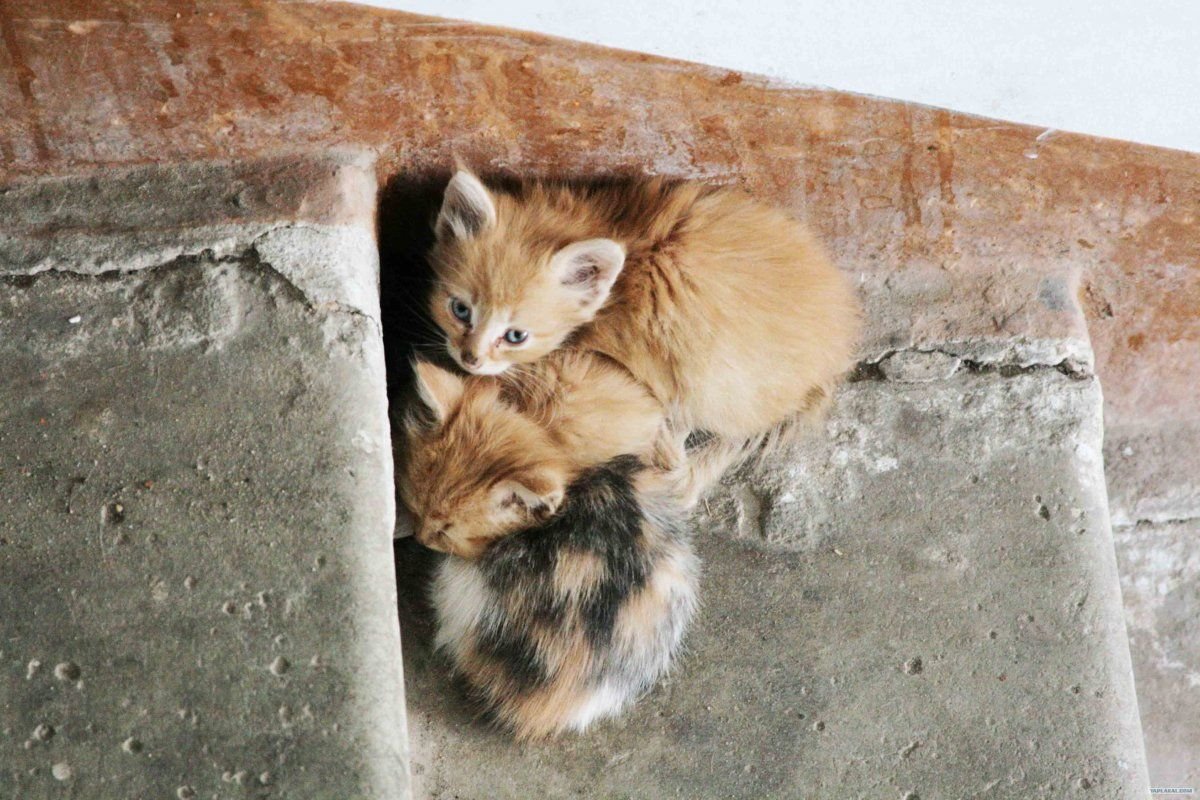 Бездомные кошки. Бездомные котята. Бездомный кот. Брошенный котенок. Бедные бездомные котята.