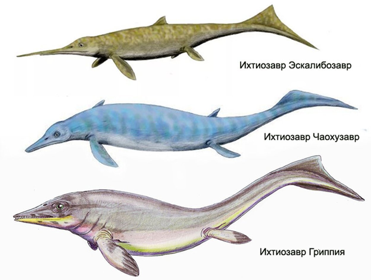 Ихтиозавры вторичноводные. Ихтиозавры Триасового периода. Ихтиозавр динозавр. Ихтиозавр Гектора. Ихтиозавр картинки.