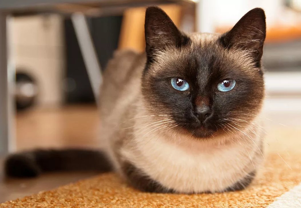 Будущее котов. Кошка с голубыми глазами. Как будет выглядеть кошка. Кот с зелеными глазами. Тайская кошка лайлак пойнт.