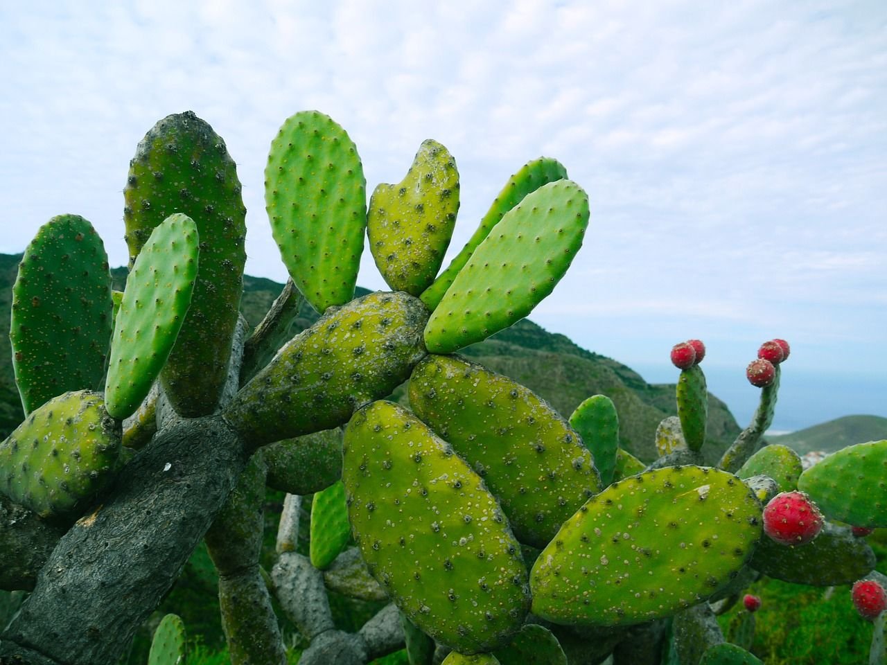 Cactus. Растение Кактус рок. Мраморное дерево Кактус. Кактус Fiori di fico.