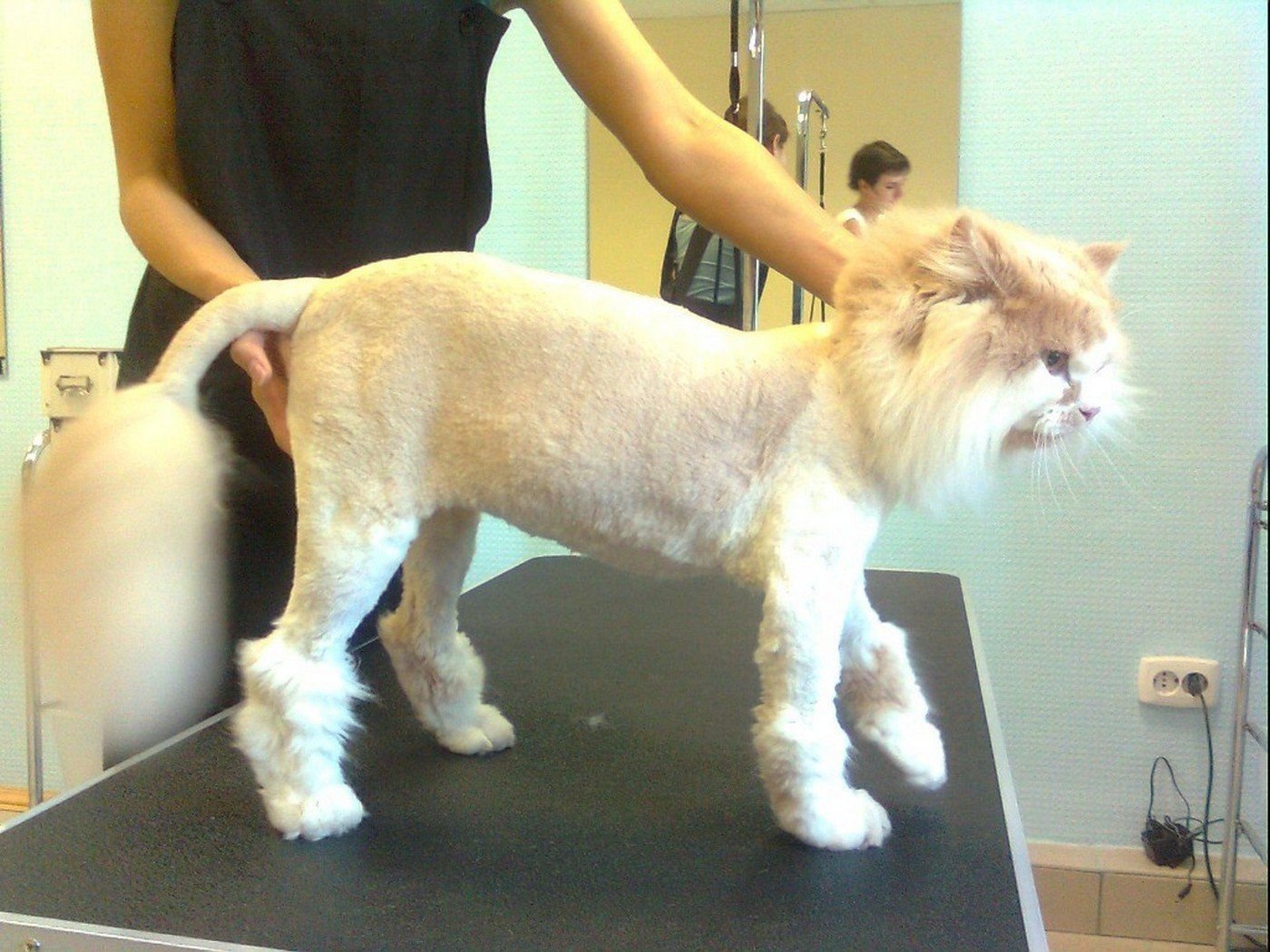 Где подстричь кошку в обнинске