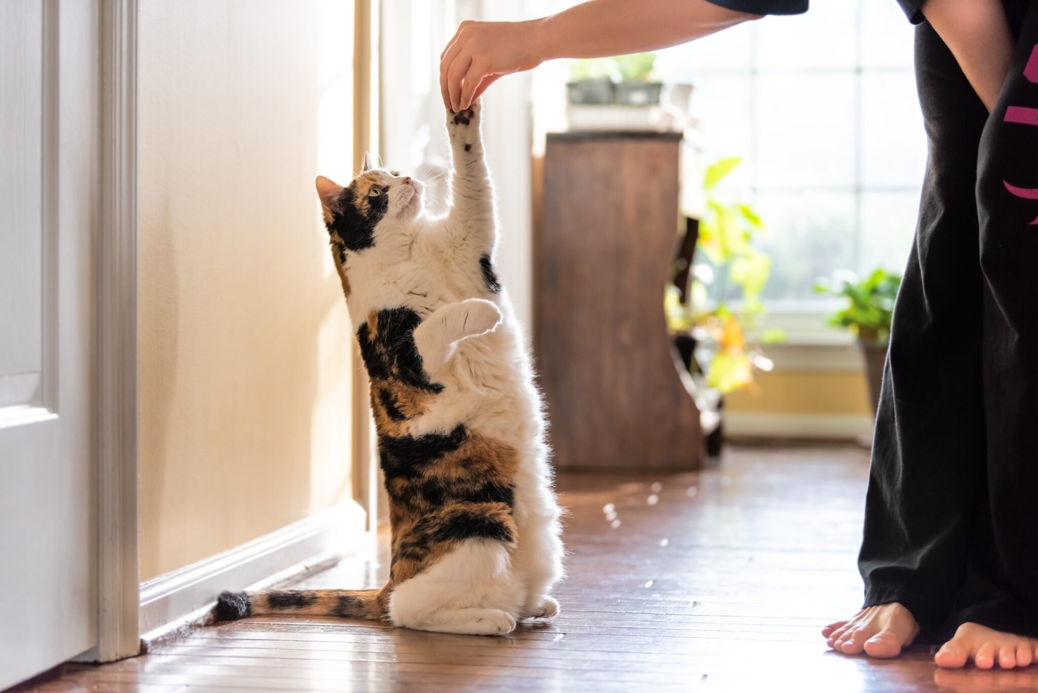 Pet your cat. Дрессировка кошек. Дрессированный кот. Воспитание кота. Котик тренируется.