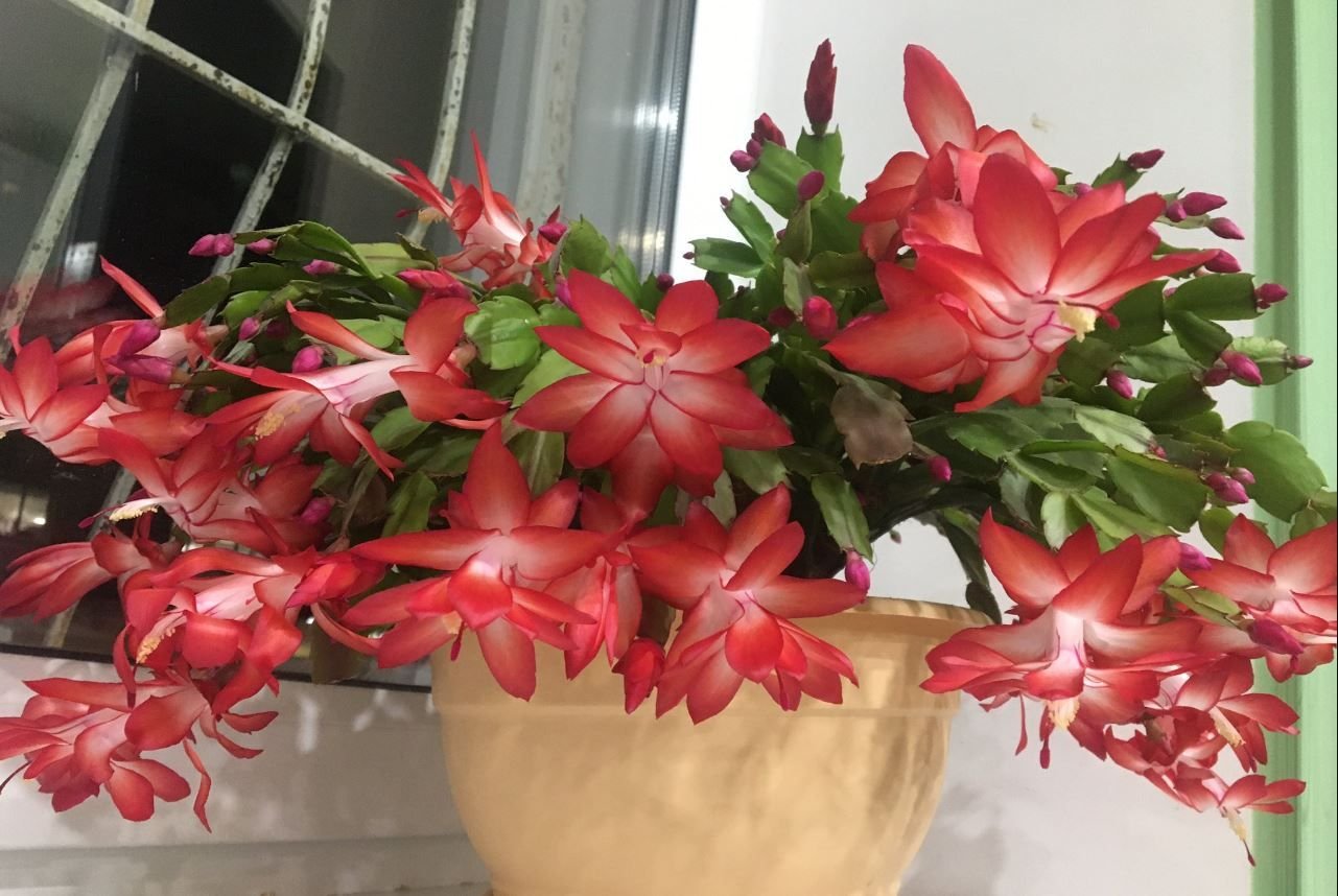 Шлюмбергера эпифиллум зигокактус. Что нужно сделать чтобы декабрист. Шлюмбергера фуксия. Зигокактус рипсалидопсис. Зигокактус шлюмбергера.