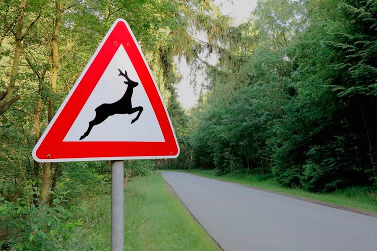 Осторожно олени. Знак Дикие животные. Дорожный знак олень. Дорожный знак @Дикие дивотные». Знак осторожно звери на дороге.