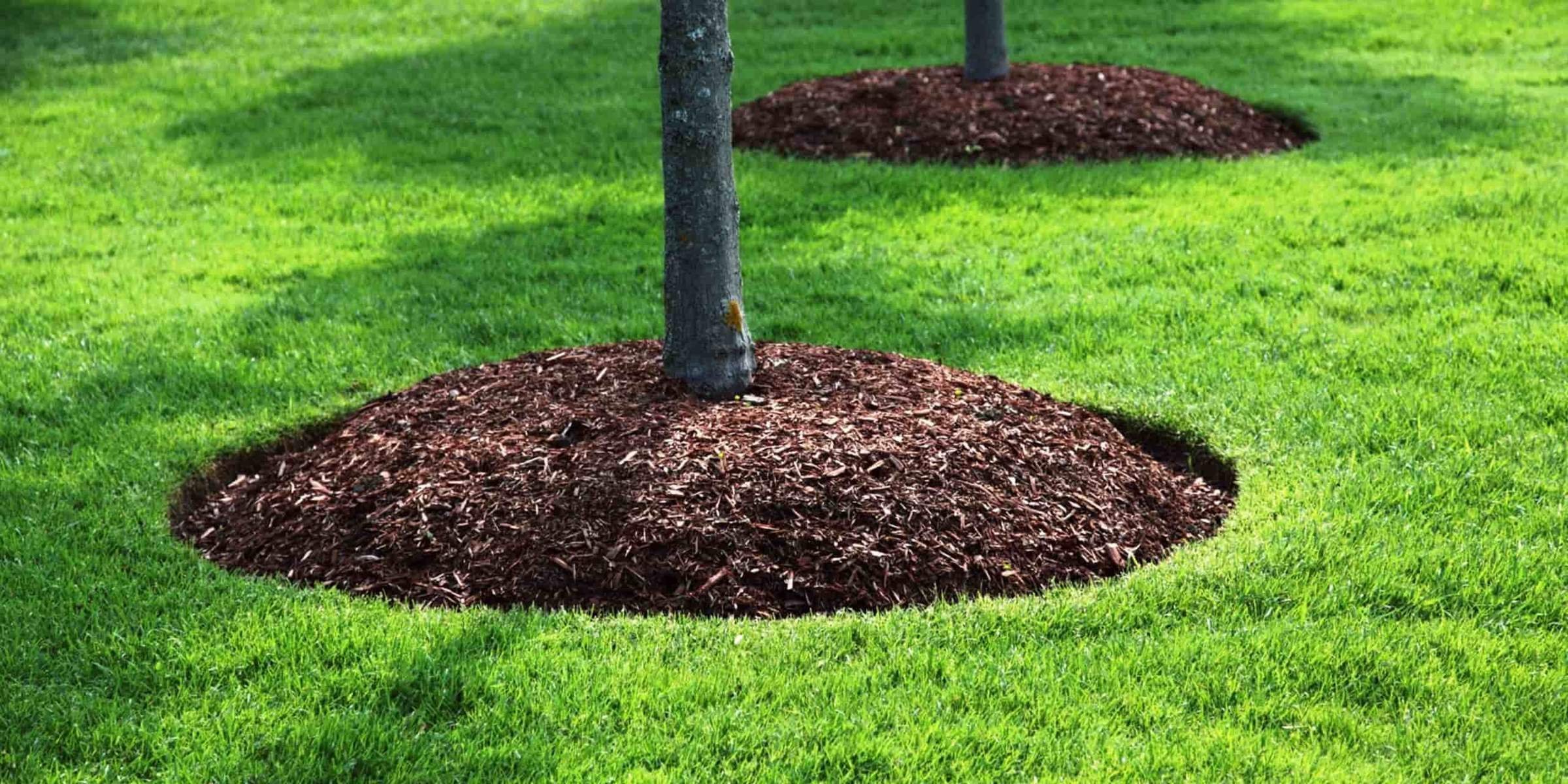 приствольный круг вокруг яблони. круг под деревом. клумба в приствольном круге. круг под деревом. приствольный круг вокруг яблони.