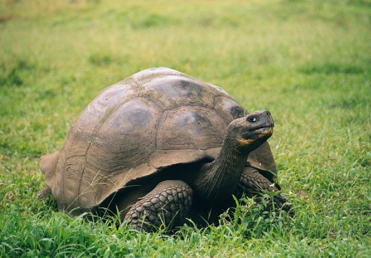 Галапагосская черепаха (слоновая черепаха)
