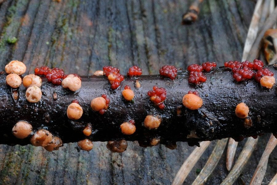 Щитовка на черной смородине фото и борьба с ними