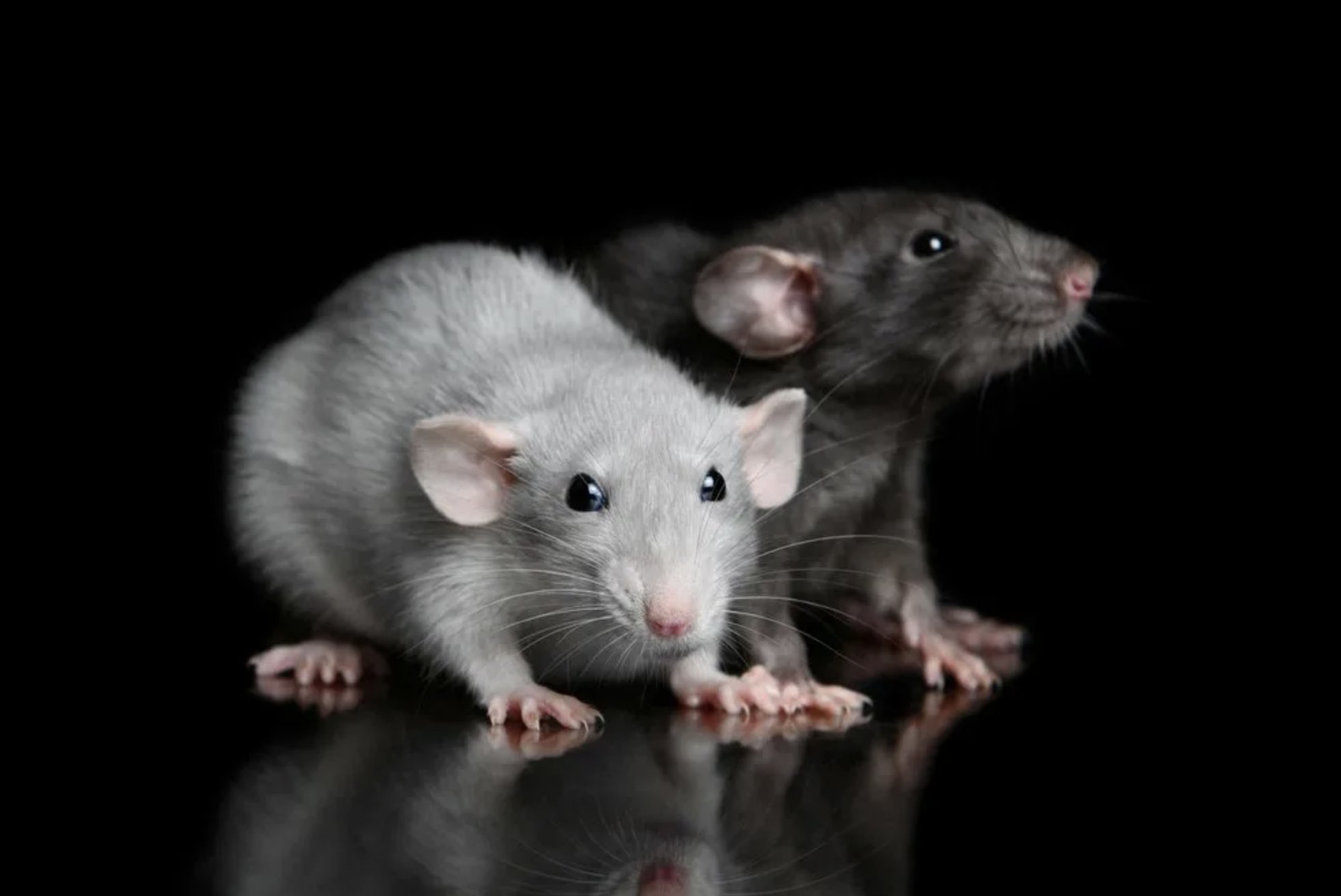 Серая и белая мышь