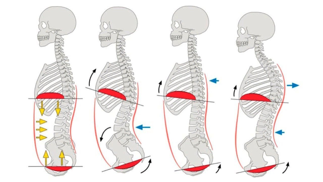 позвоночник вид сбоку. диафрагма и позвоночник. дыхание костей. краниосакральный ритм. гайсин.