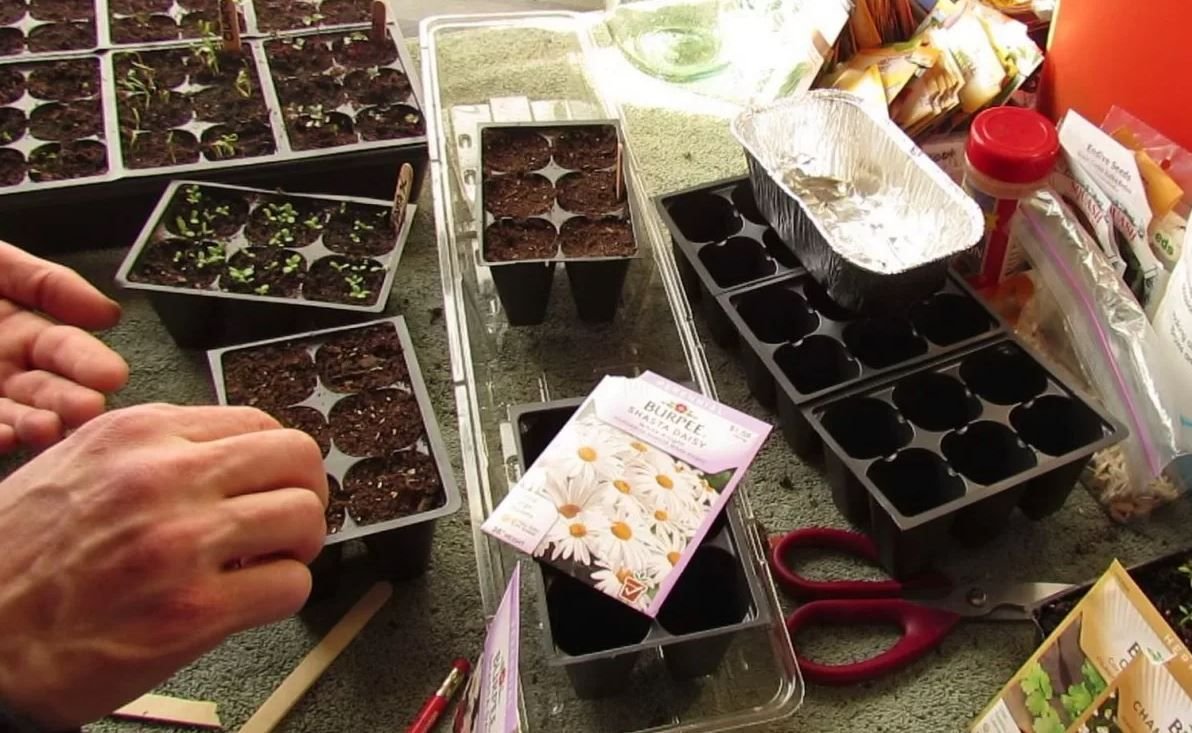 семена для рассады. посев семян на рассаду. цветы рассада. рассада цветов. какие семена сажать в декабре.