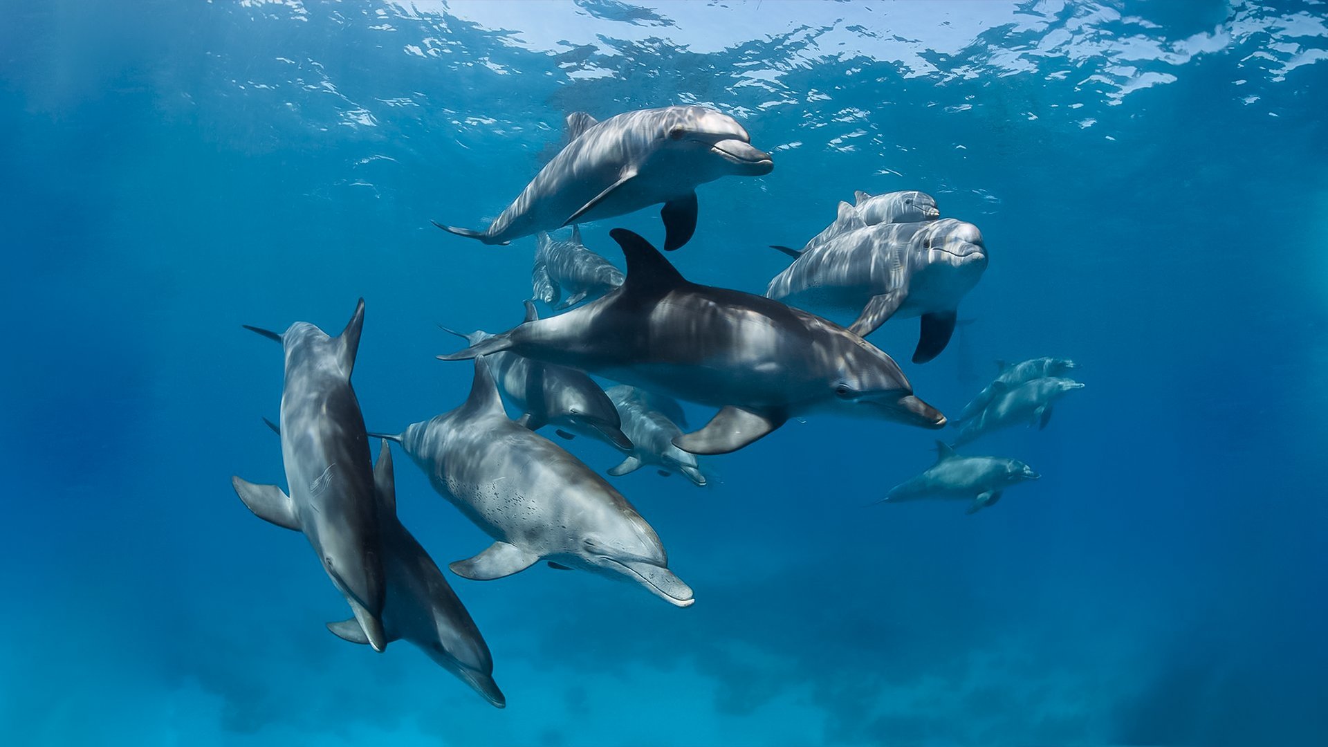 Дельфины живут в море. Черноморская Афалина. Дельфины афалины. Дельфины афалины черного моря. Черноморская Афалина стая.