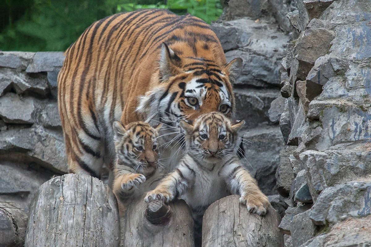 Животные красной амурский тигр. Амурский тигр. Амурский (Уссурийский) тигр. Уссурийский тигр и Амурский тигр. Дальневосточный тигр.