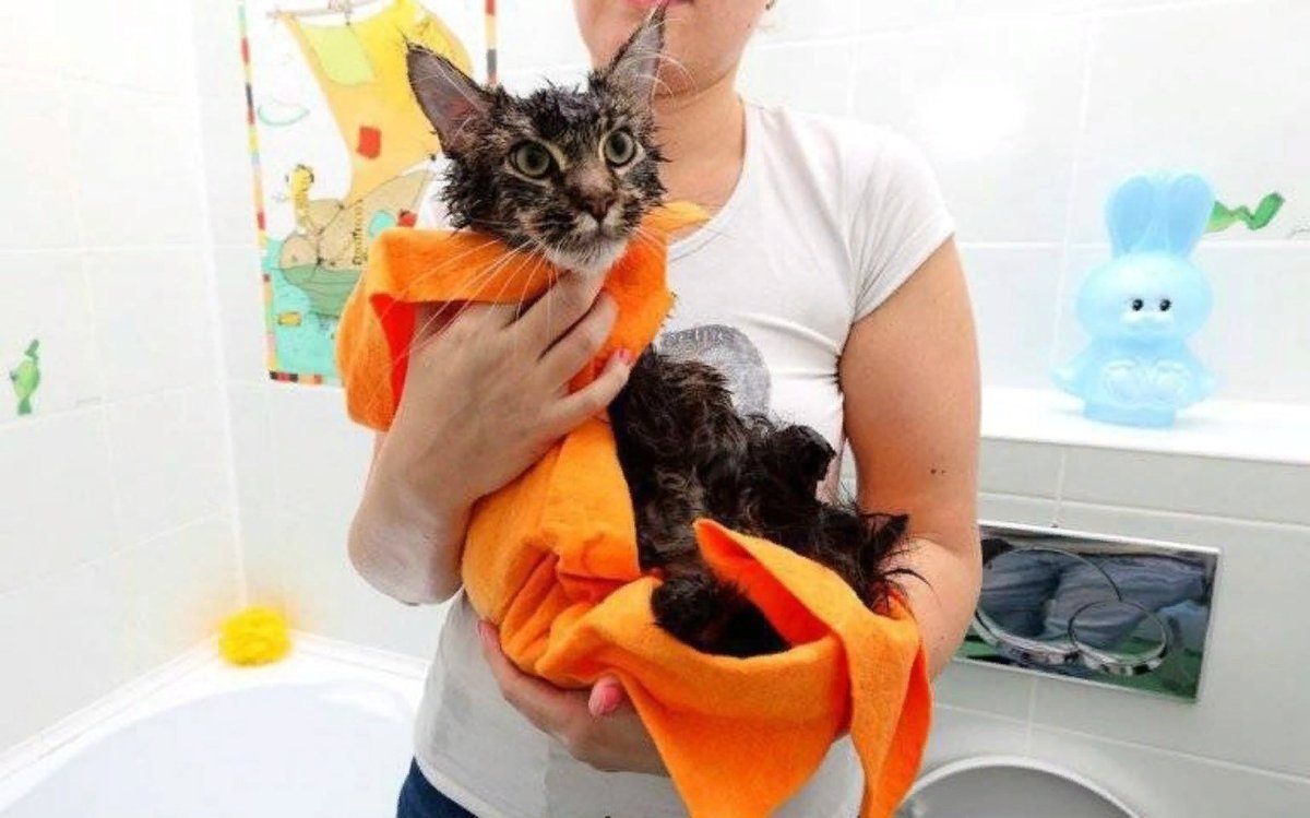 Сколько можно купать кошек. Мытье кота. Помытая кошка. Мытье кошек в ванной. Кошку моют.
