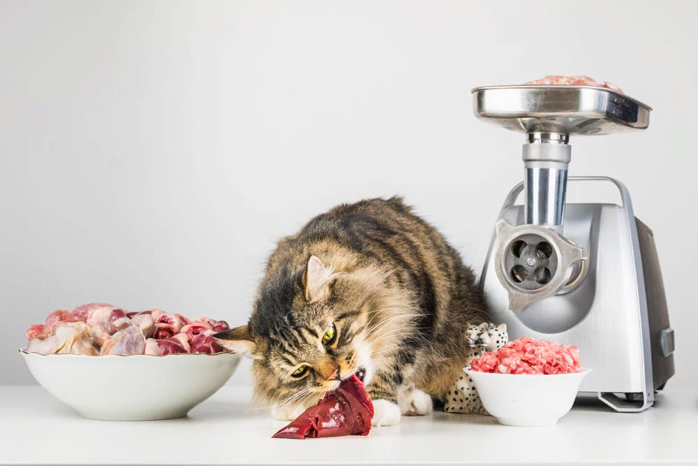 Можно ли давать кошке фарш. Котенок кушает. Рыжий кот кушает. Кошка кушает. Можно ли давать кошке фарш.