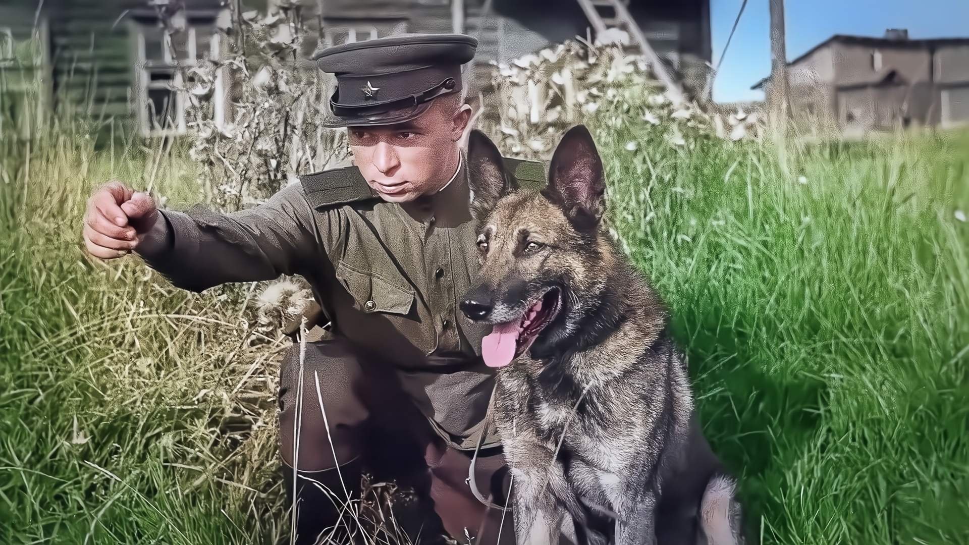 Собаки в вов фото