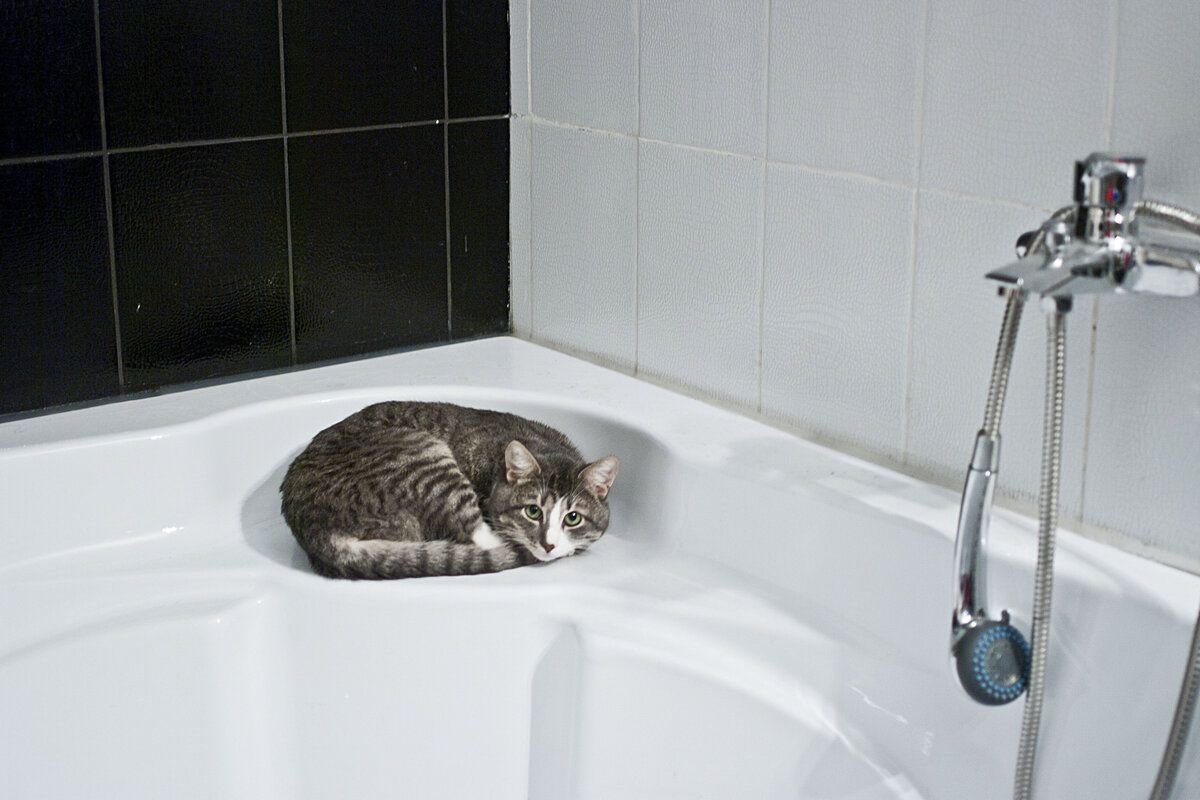 Кошечка в ванной