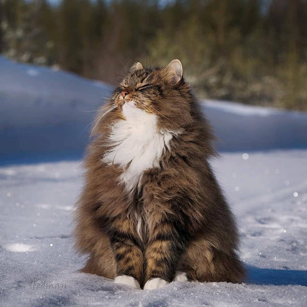 картинки норвежской лесной кошки