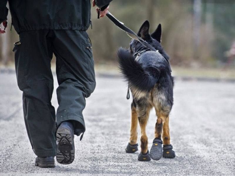 Ортез скакательного сустава для кота. Противоскользящие накладки для собак. Ботинки для овчарки. Лапы собака зима реагенты. Ортез запястного сустава для собак.