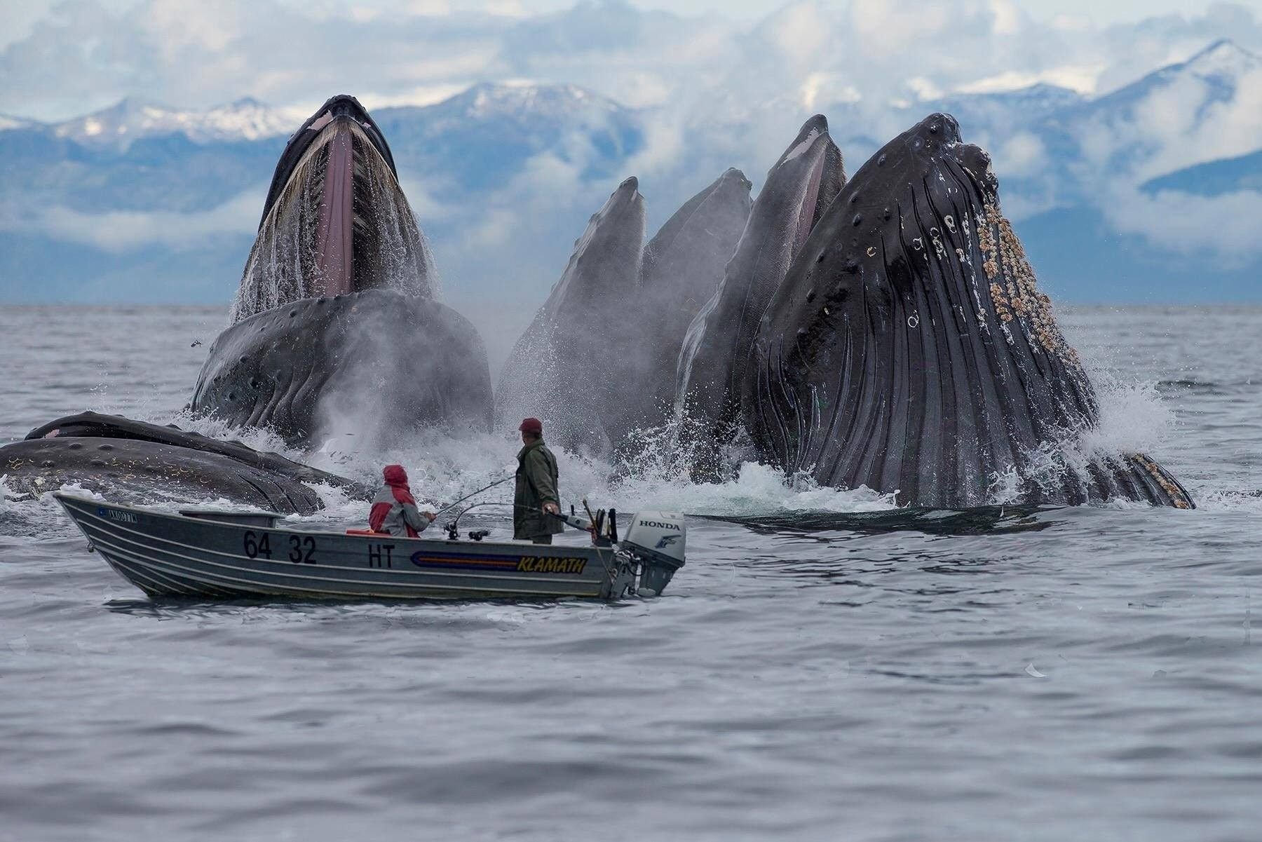 Шантарские острова горбатые киты