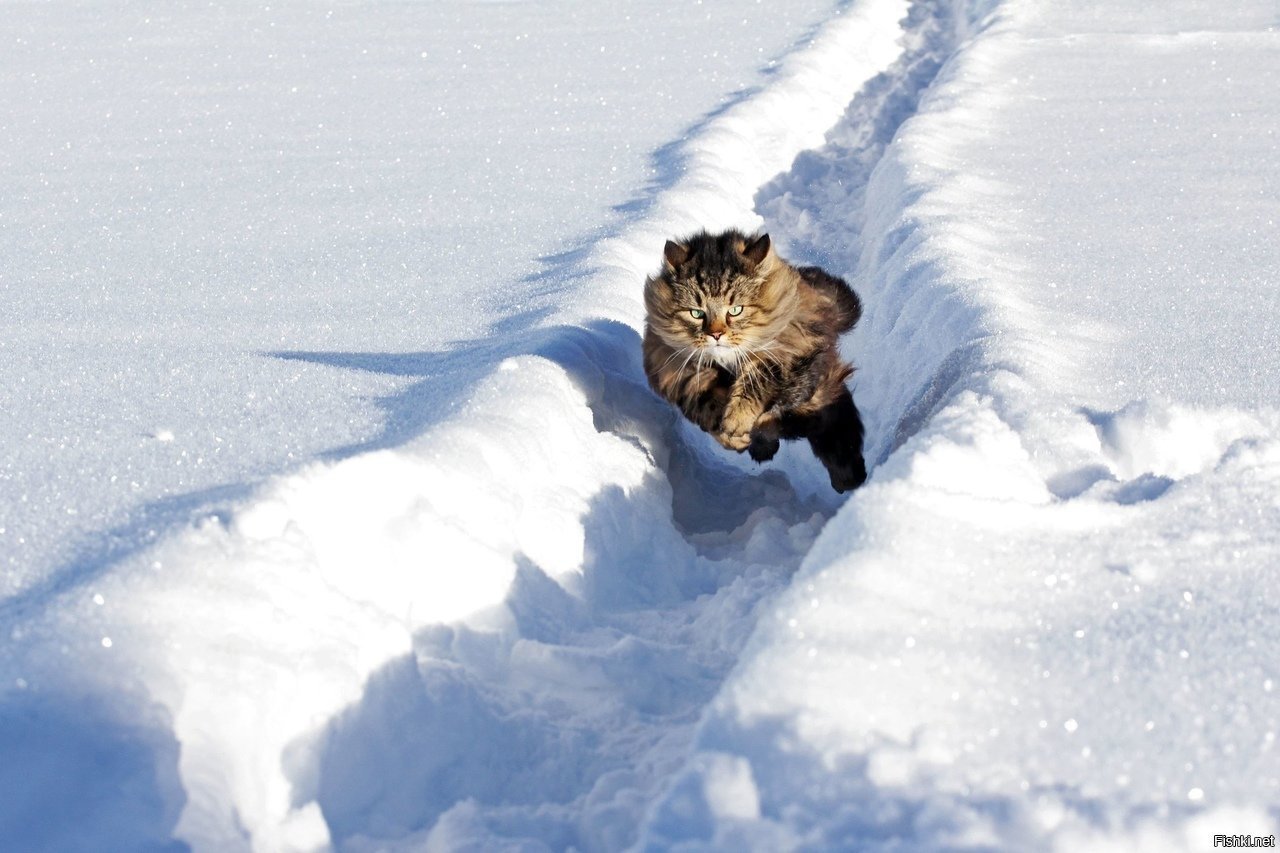Ведь жизнь бежит что снег. Кошки зимой. Кот в снегу. Кот в сугробе. Животные радуются снегу.