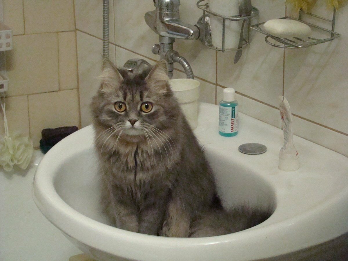 Коты в умывальнике. Кот купается. Унитаз для кошек. Кот в раковине. Серый кот в раковине.