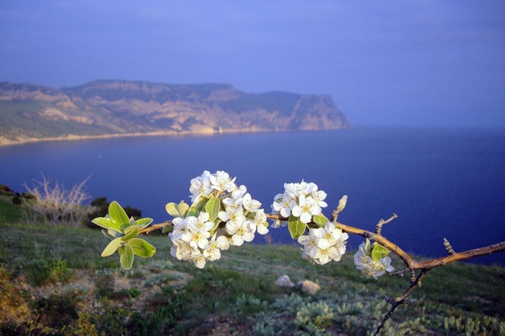 Море в марте. Ялта цветение миндаля. Весна в Ялте. Миндаль в Крыму. Крым весной.