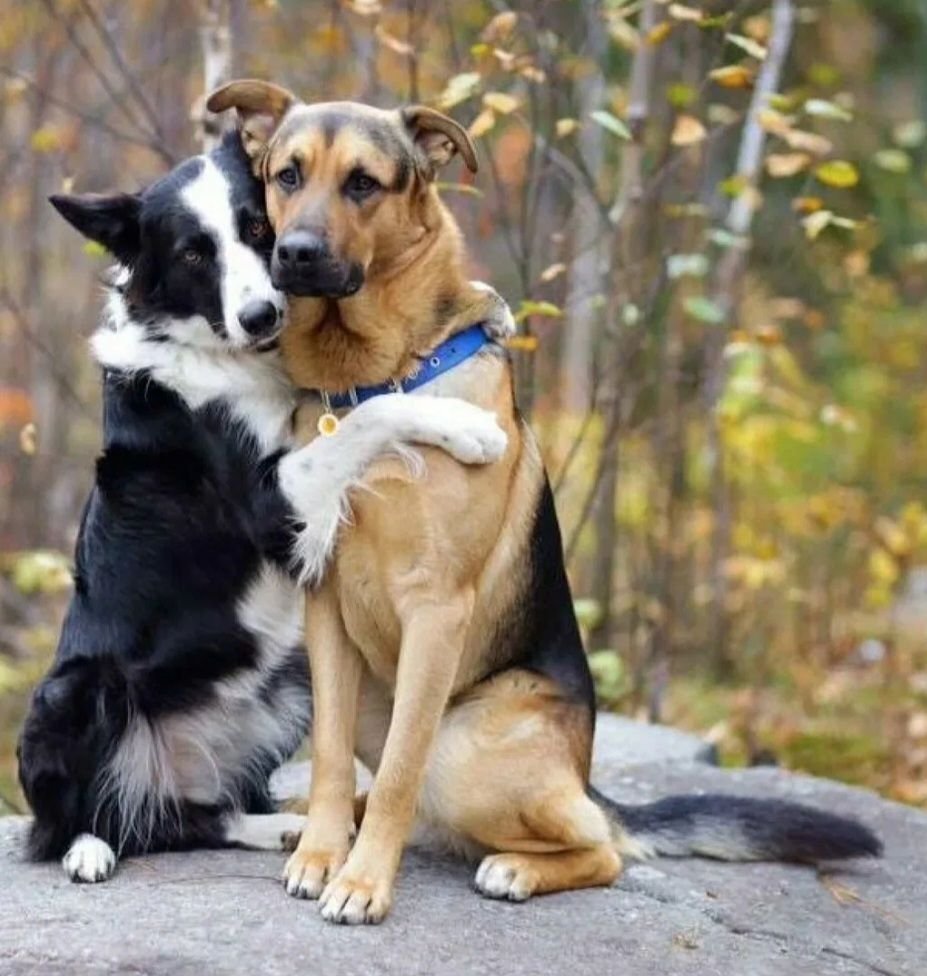 Dog friends. Бордер колли и немецкая овчарка. Собаки обнимаются. Обнимает собаку. Две собачки.