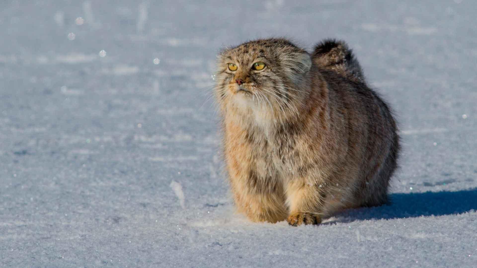 Кот манул картинки