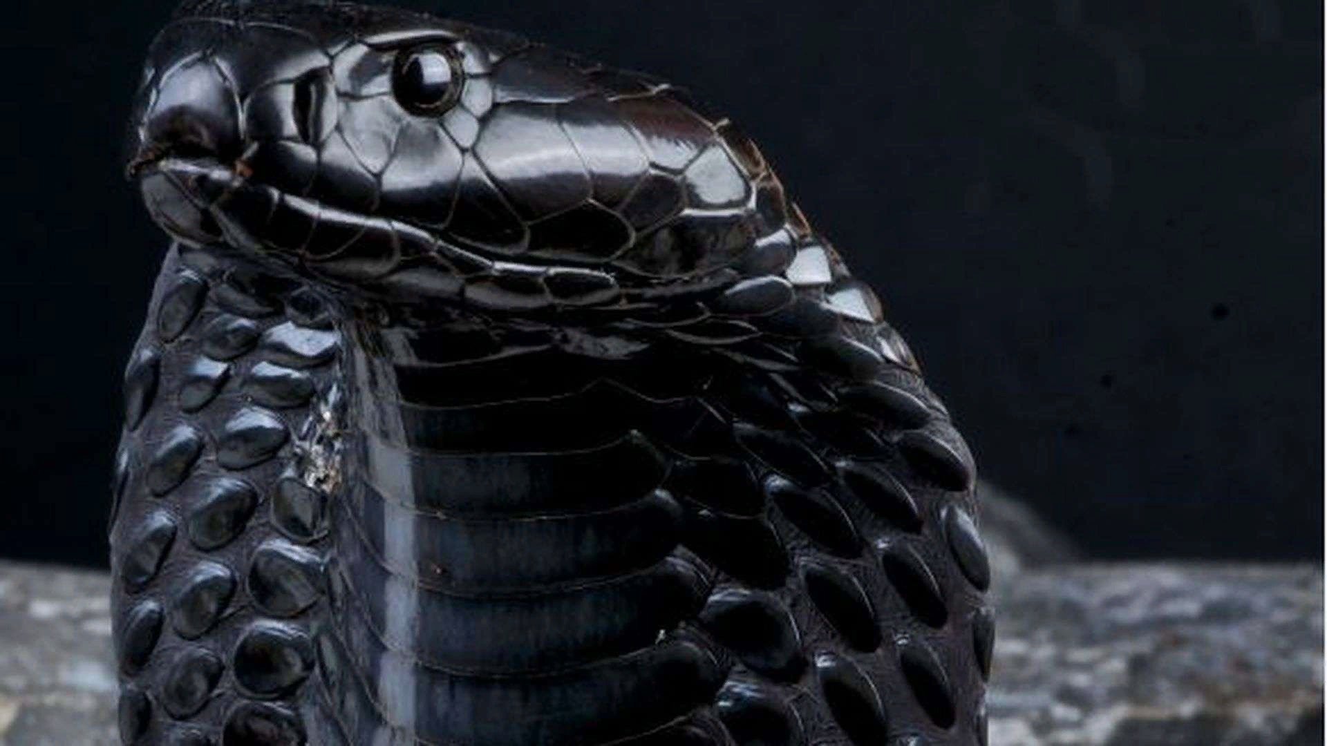 Змея Кобра Королевская чёрная