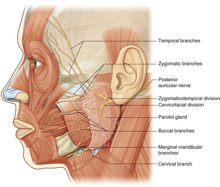 Лицевое изображение. Лицевой нерв анатомия топография. Лицевой нерв иннервирует мышцы. Nervus Facialis ветви. Лицевой нерв анатомия Неттер.