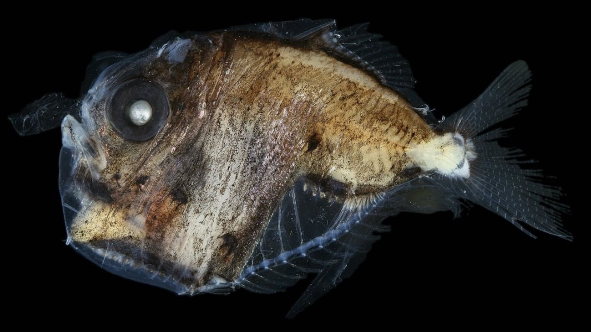 Глубоководные рыбы океанов. Глубоководная рыба Marine Hatchetfish. Рыба удильщик самец. Рыба топорик Марианская впадина. Рыба удильщик Марианская впадина.