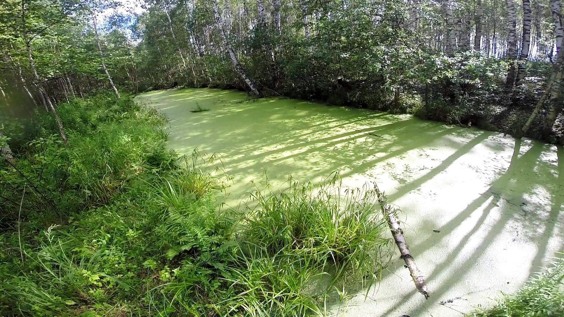 Сом в пруду. Рыба в болоте. Рыба задыхается в воде. Рыбалка на торфяниках. Болотная рыбалка.