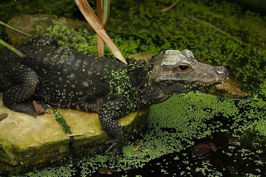 Маленький крокодил. Osteolaemus tetraspis. Тупорылый крокодил / Osteolaemus tetraspis. Тупорылый Африканский крокодил. Тупорылый карликовый крокодил.