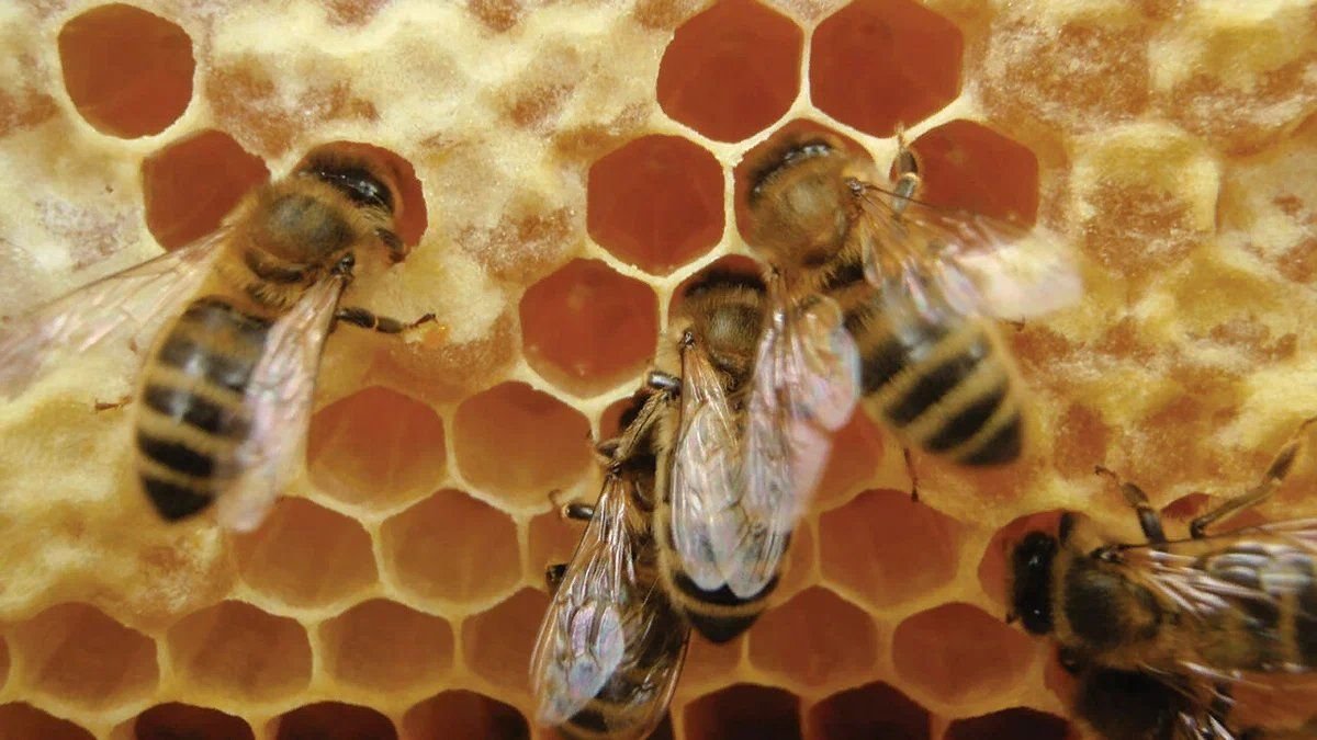 Какие пчелы превращают нектар в мед. Пчелы и мед. Соты пчел. Пчела с нектаром. Пчелы делают мед.