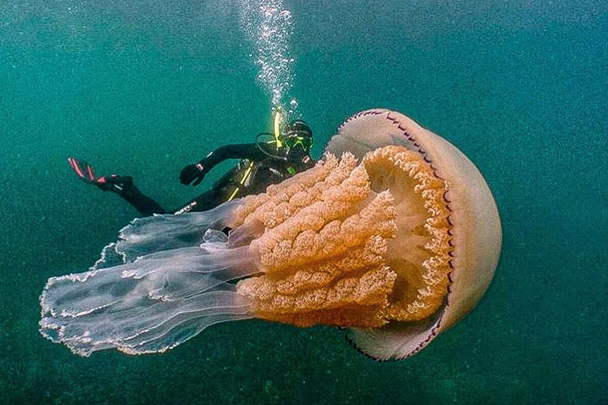 Медуза корнерот большая