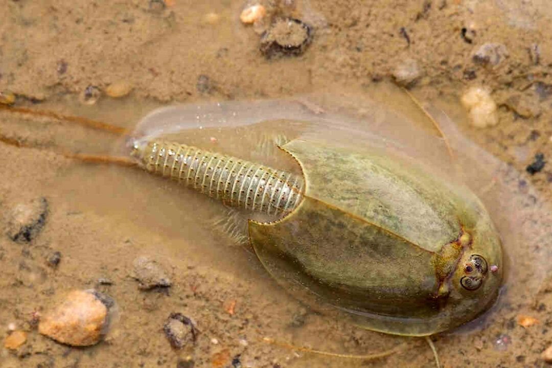 Щитовик. Щитни ракообразные. Щитник Триопс. Щитни Triops cancriformis. Рачок Щитень.