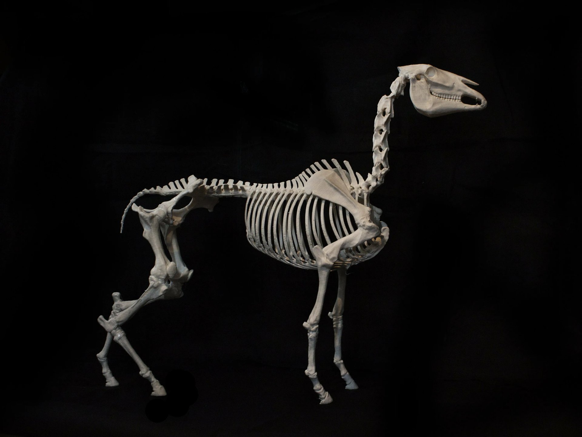 Скелет антилопы