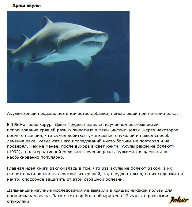 возврат в акула. акулы чувствуют запах крови. комиксы про акул. миндальная связь мем. факты про мегалодона.