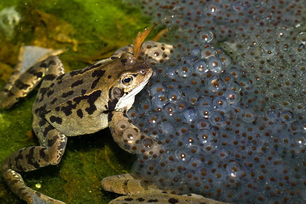 Яйца лягушки фото в воде