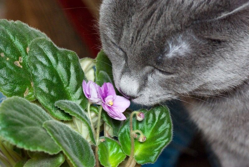 Цветы ядовитые для кошек с фото