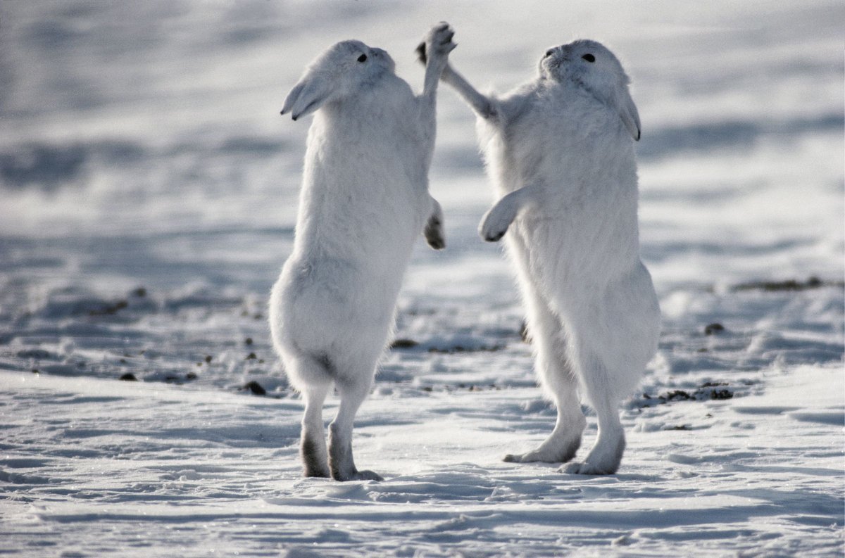 Зайцы в Арктике