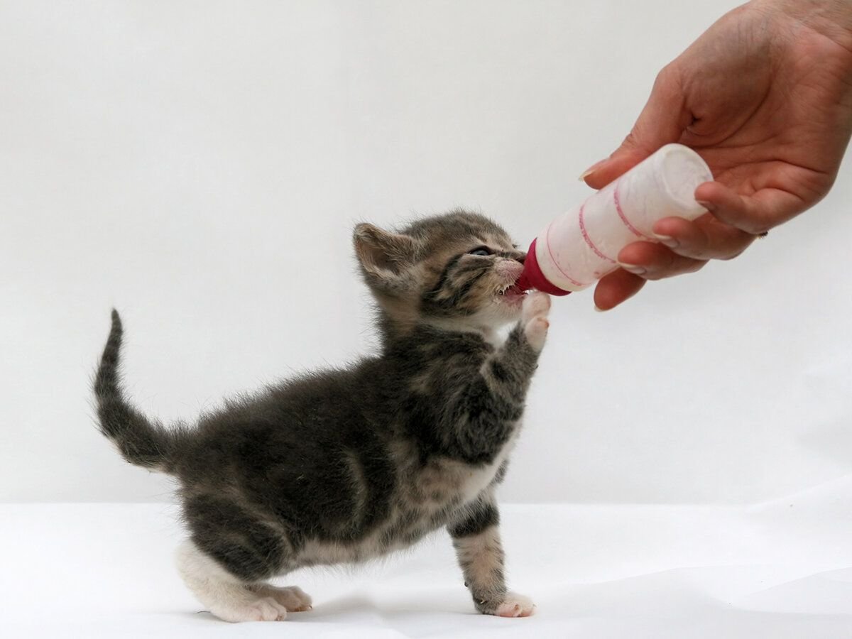 Сколько коты пьют в день. Котенок пьет молоко. Котенок пьет вид сверху. Котенка кормят сердечками. Котенок пьет из бутылочки.