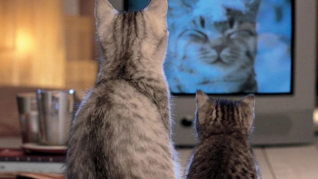 Источник изображения: whiskas.com