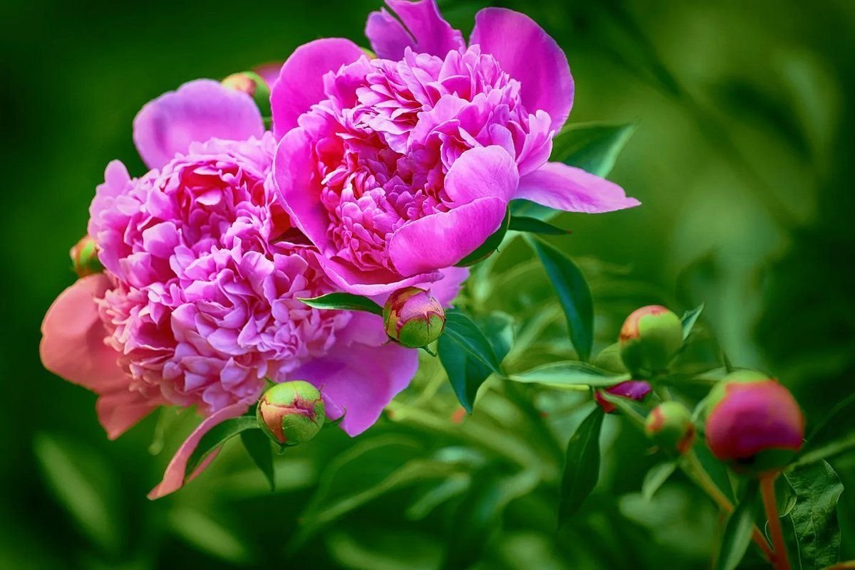 Фото цветы пионы красивые хорошего качества